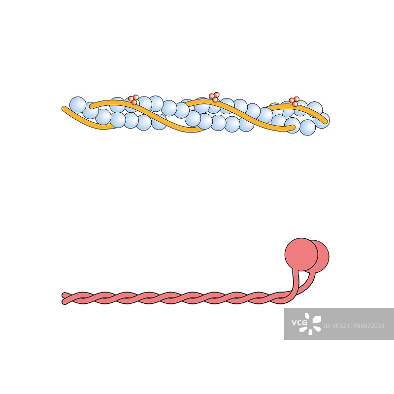 肌动蛋白和肌球蛋白丝结构图图片素材