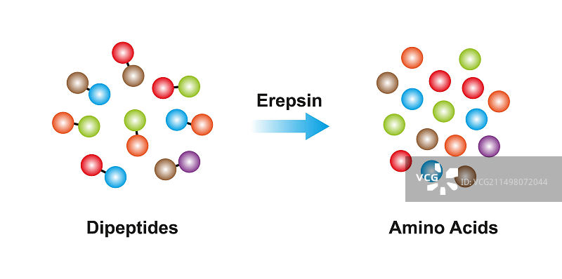 肽酶插图图片素材