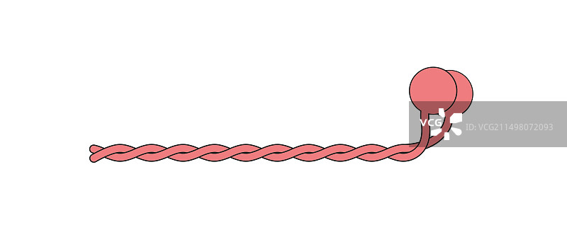 肌球蛋白丝结构，图示图片素材