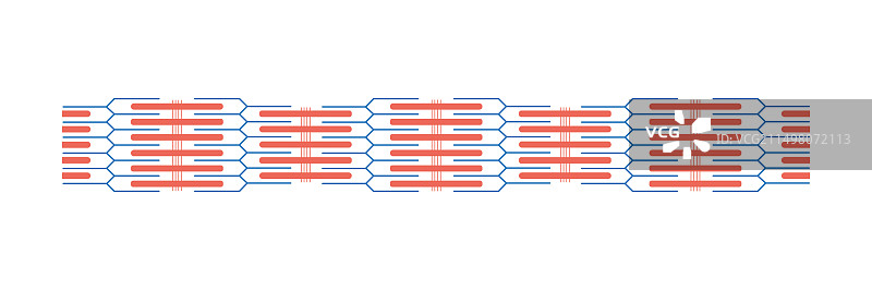 肌节结构图图片素材