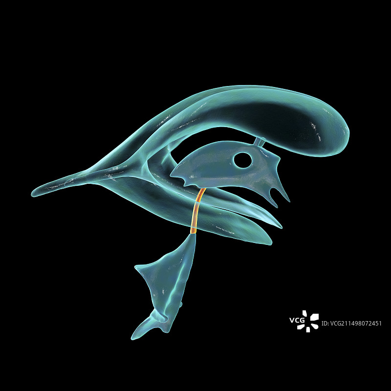 脑导水管图示图片素材