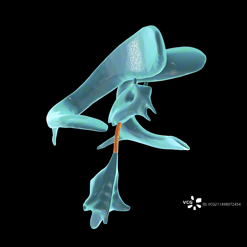 脑导水管图示图片素材