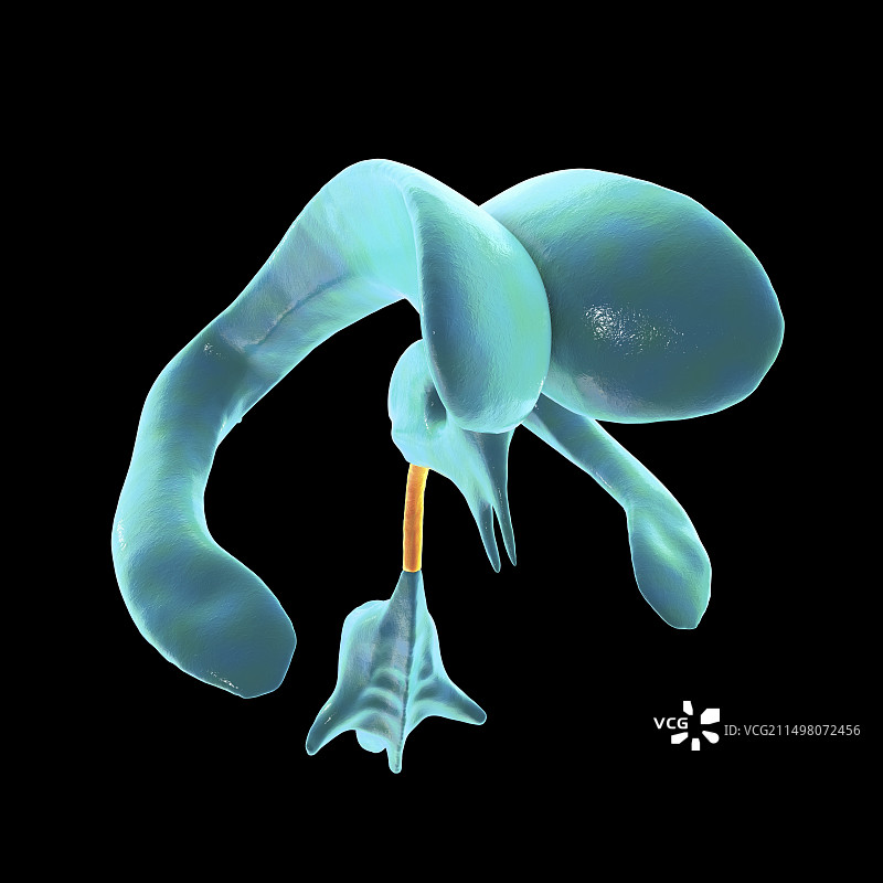 脑导水管图示图片素材