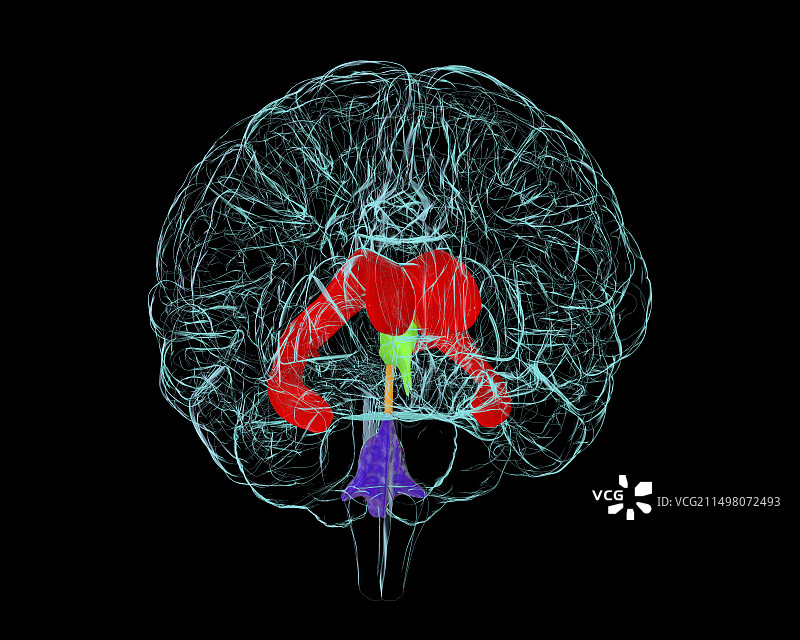 脑室系统图示图片素材