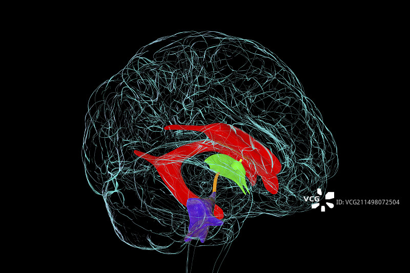 脑室系统图示图片素材