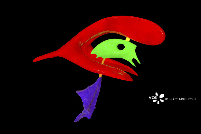 脑室系统图示图片素材