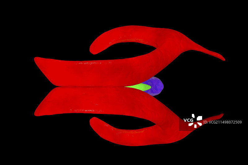 脑室系统图示图片素材