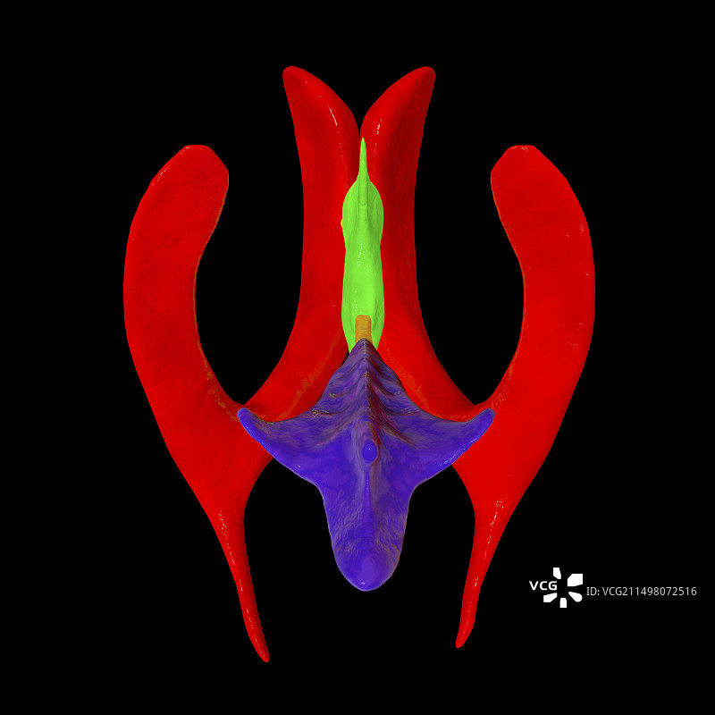 脑室系统图示图片素材