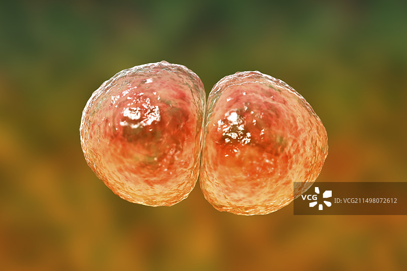 肺炎链球菌细菌插图图片素材