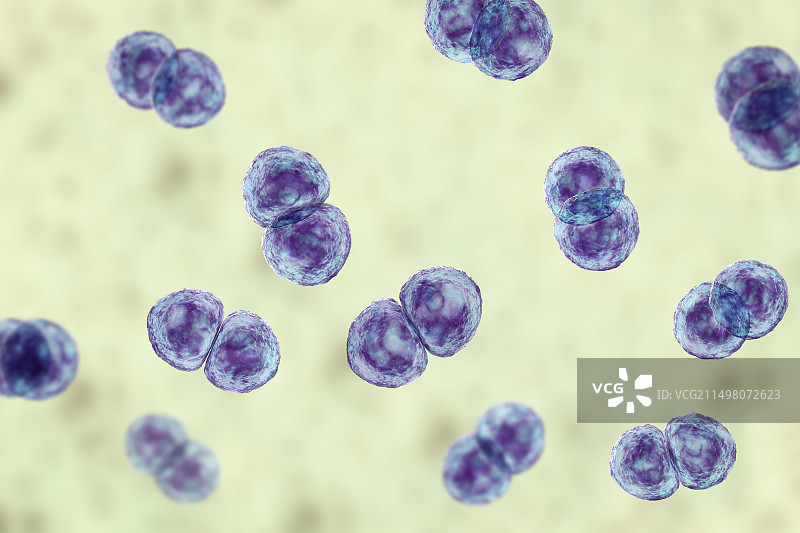 肺炎链球菌细菌插图图片素材