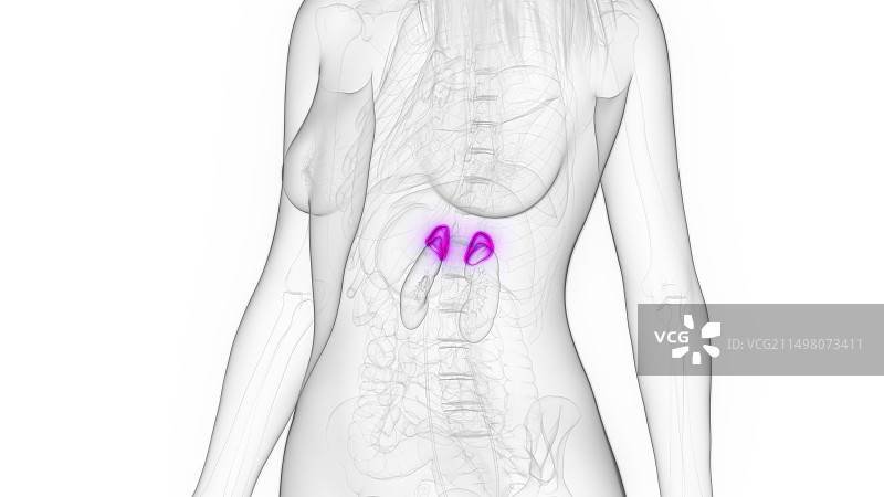 女性肾上腺插图图片素材