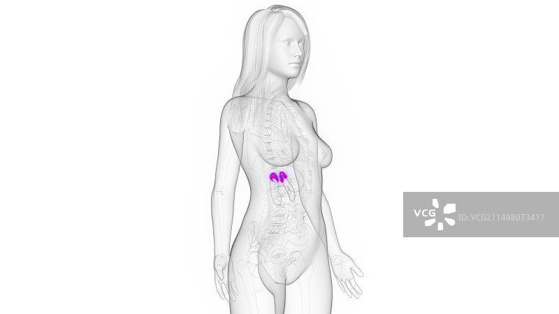 女性肾上腺插图图片素材
