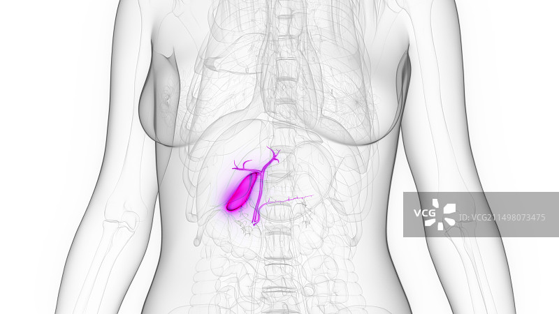 女性胆囊插图图片素材