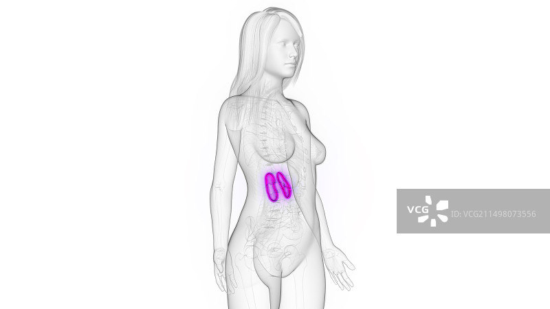 女性肾脏，图示图片素材