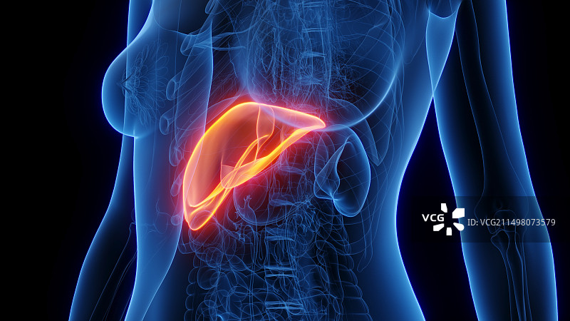 女性肝脏插图图片素材