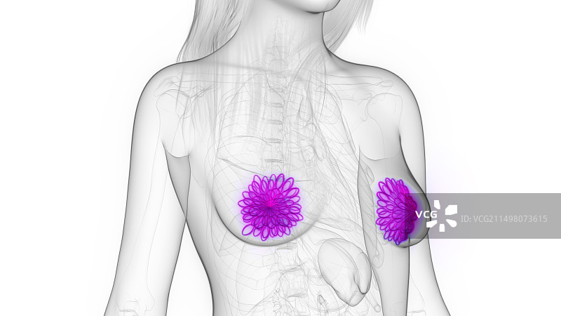 女性乳腺插图图片素材