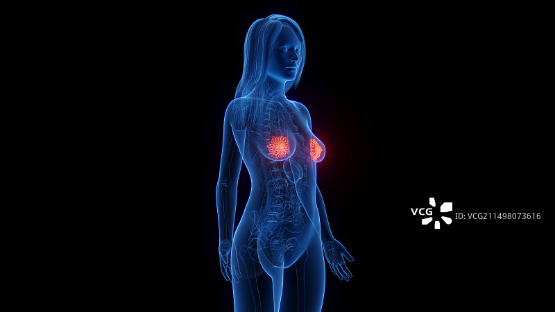 女性乳腺插图图片素材