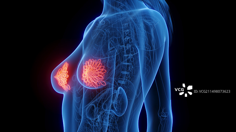 女性乳腺插图图片素材