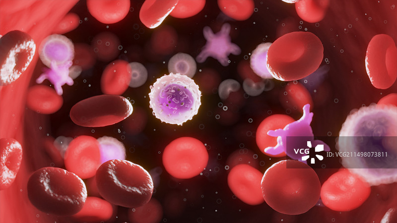 循环血细胞，图示图片素材