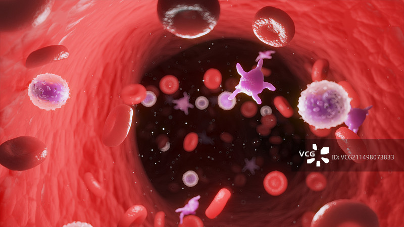 循环血细胞，图示图片素材