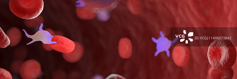 循环血细胞，图示图片素材