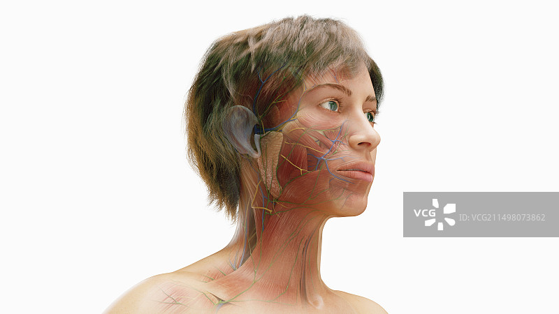 女性面部肌肉图图片素材