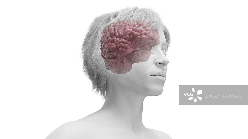 女性大脑插画图片素材