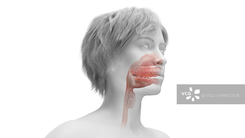 女性口腔和上呼吸道，图示图片素材