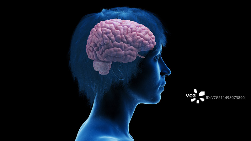 女性大脑插画图片素材