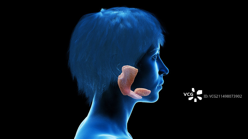 女性唾液腺插图图片素材