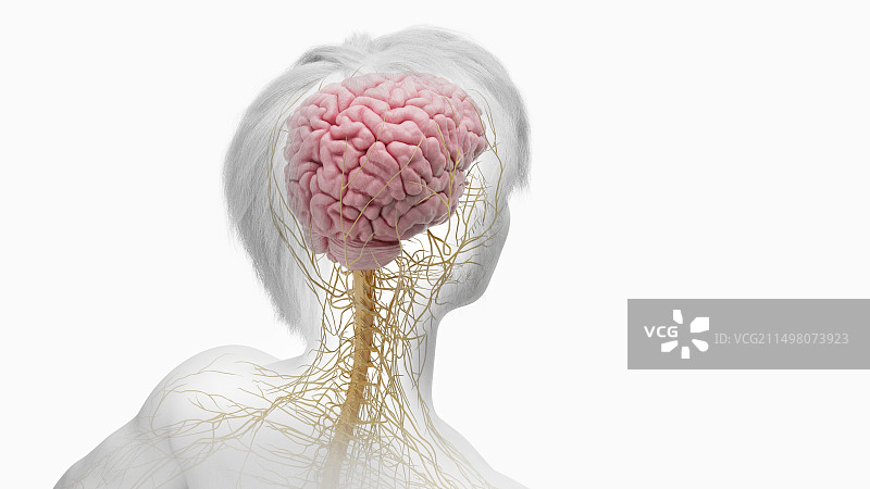 中枢神经系统图图片素材