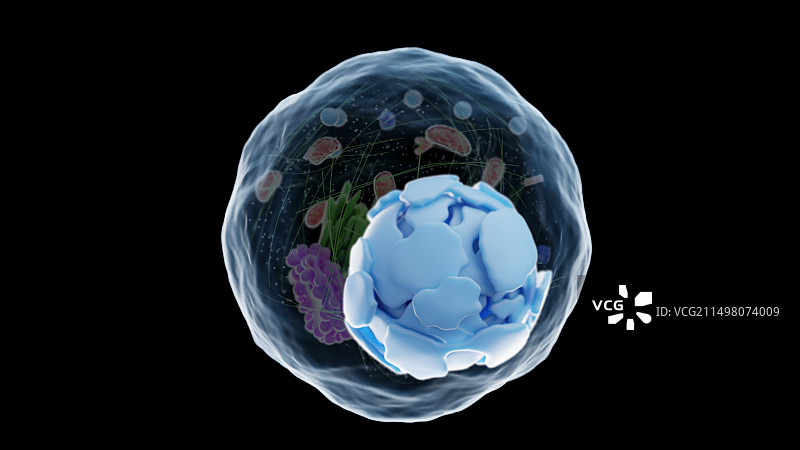 内质网，图示图片素材