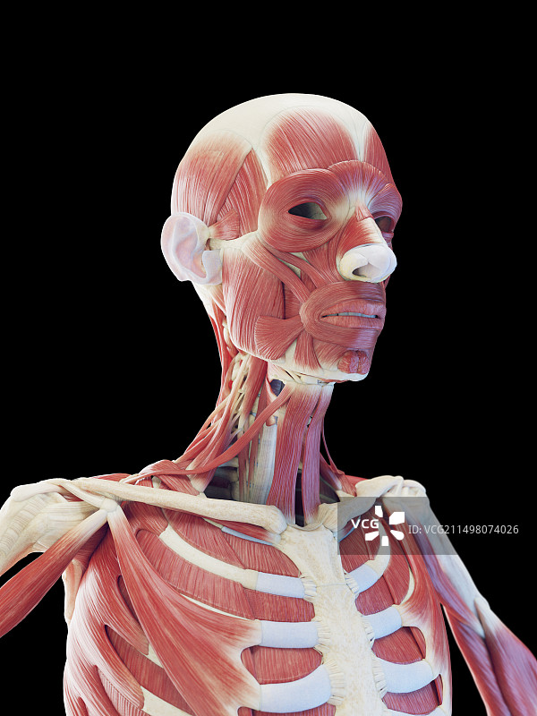 上半身肌肉结构图图片素材