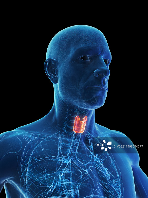 环状软骨插图图片素材