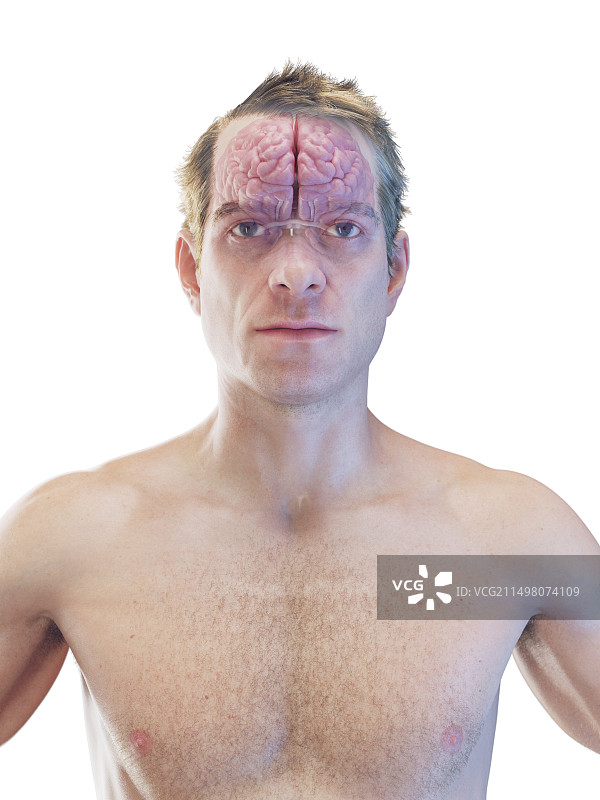 男性大脑插图图片素材