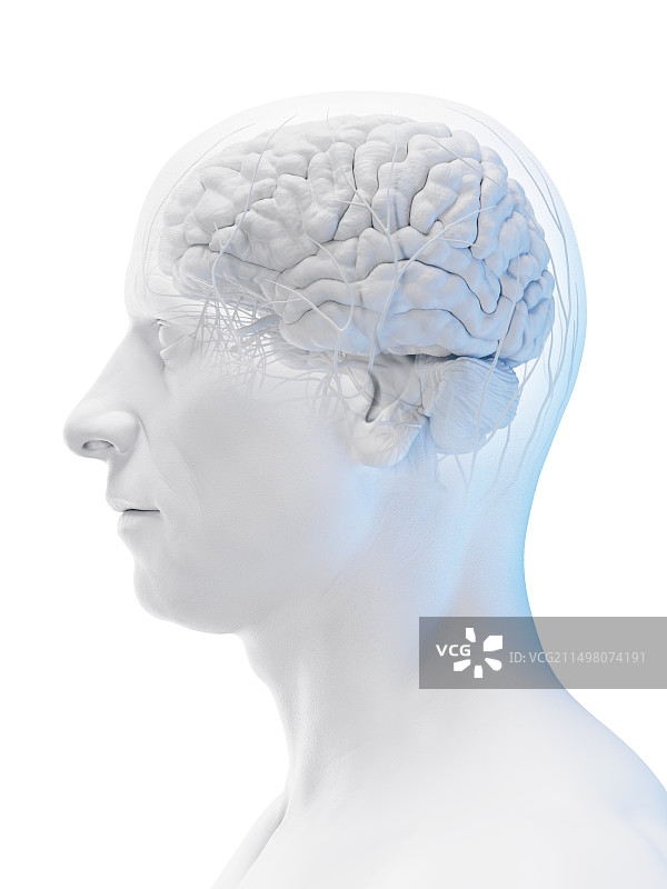 男性大脑插图图片素材