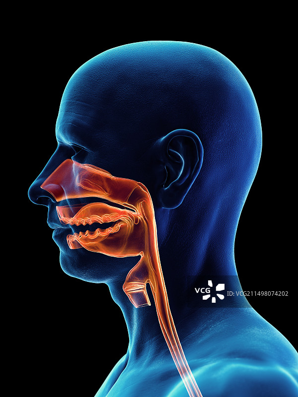 男性上呼吸道示意图图片素材