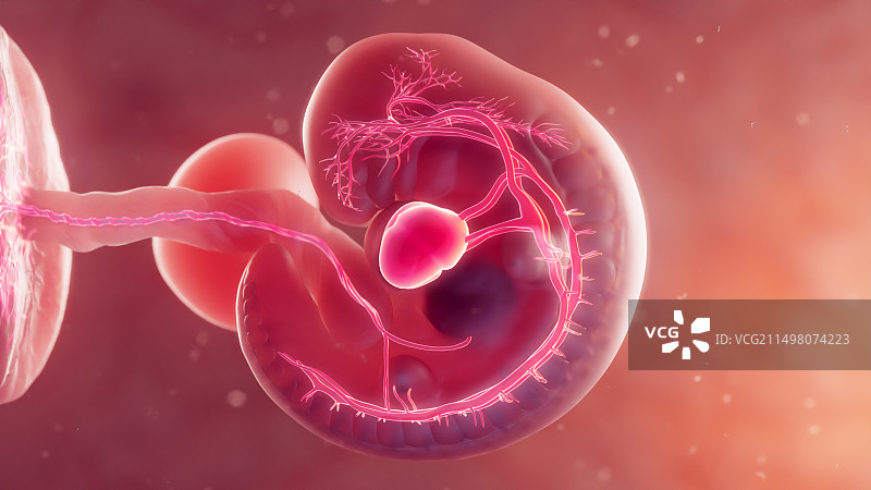 胚胎心血管系统图图片素材