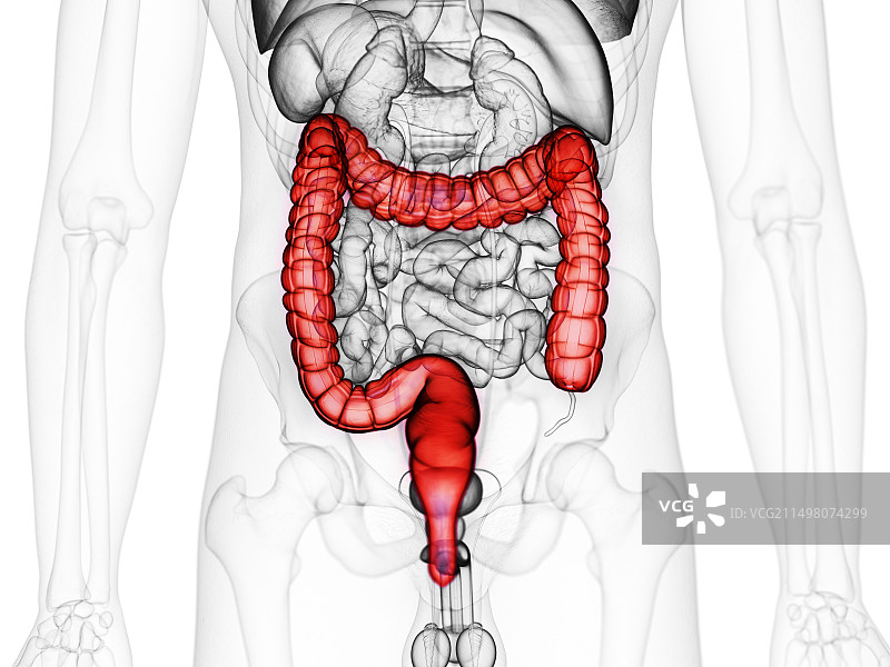 大肠，图示图片素材