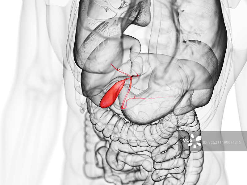 胆囊插图图片素材