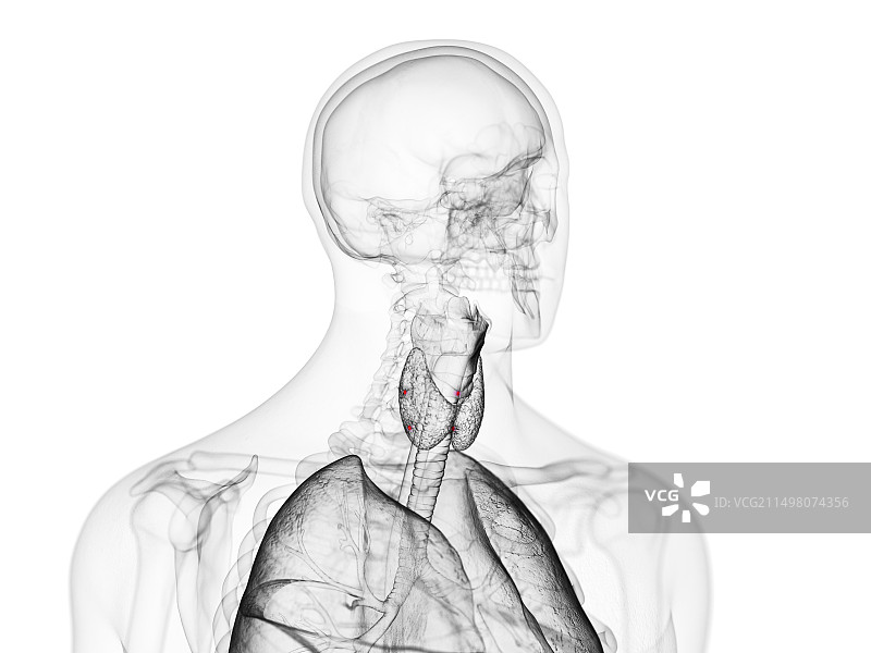 甲状旁腺图示图片素材