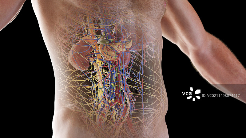 内脏器官插画图片素材