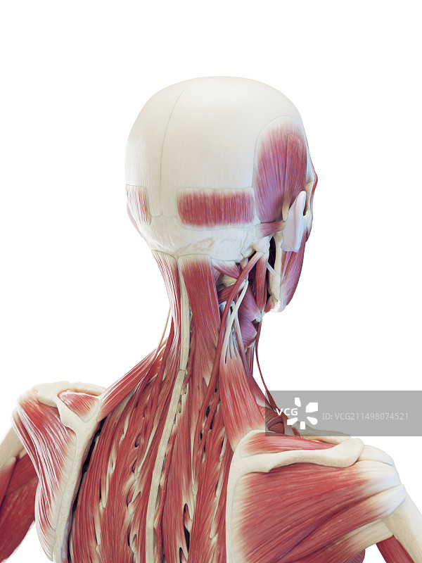 男性颈部深层肌肉插图图片素材