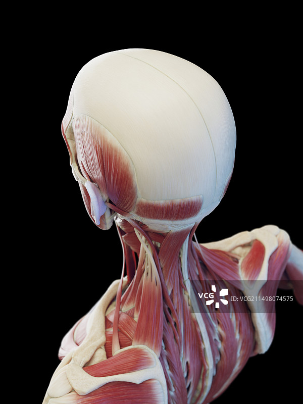 男性颈部深层肌肉插图图片素材
