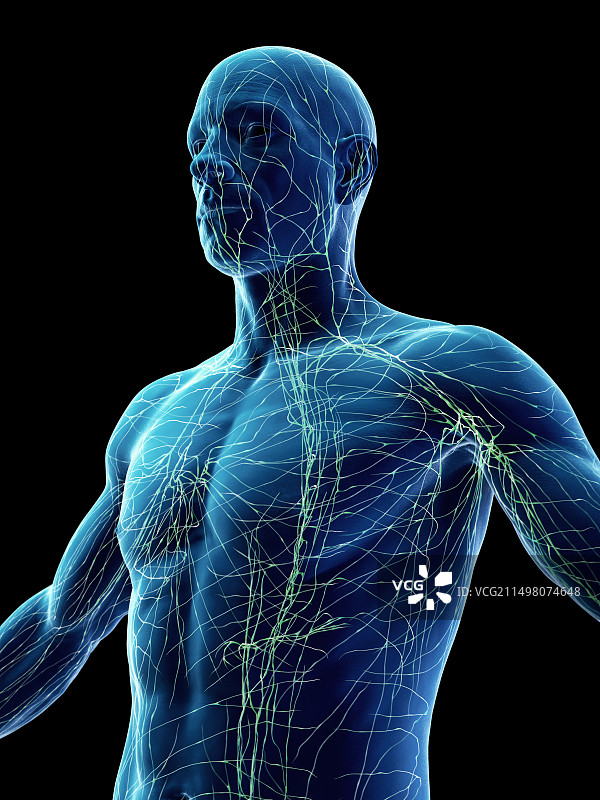 男性淋巴系统图图片素材