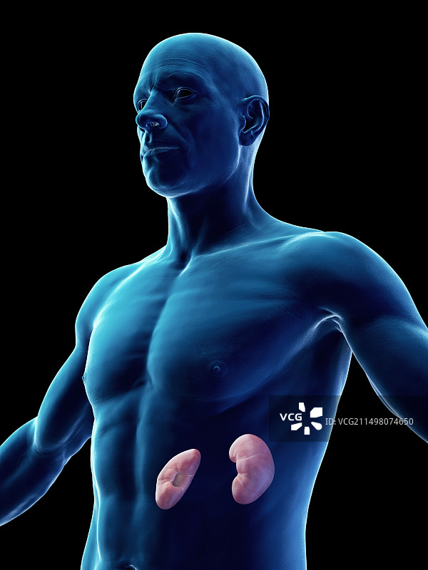 男性肾脏插图图片素材