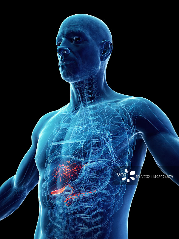 男性胆囊，图示图片素材