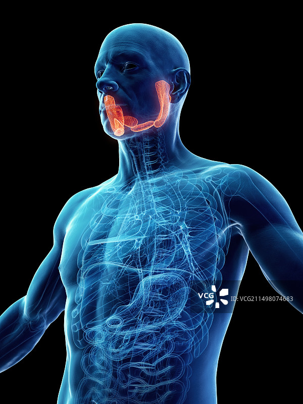男性唾液腺，图示图片素材