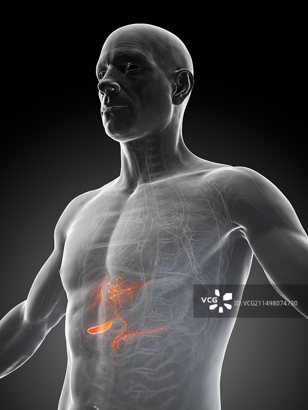 男性胆囊，图示图片素材