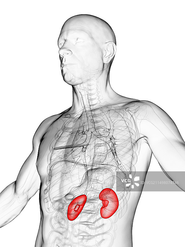 男性肾脏插图图片素材